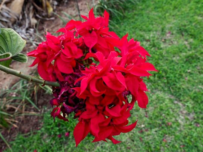 Poinsettia Family Cottage Hazyview Bagian luar foto